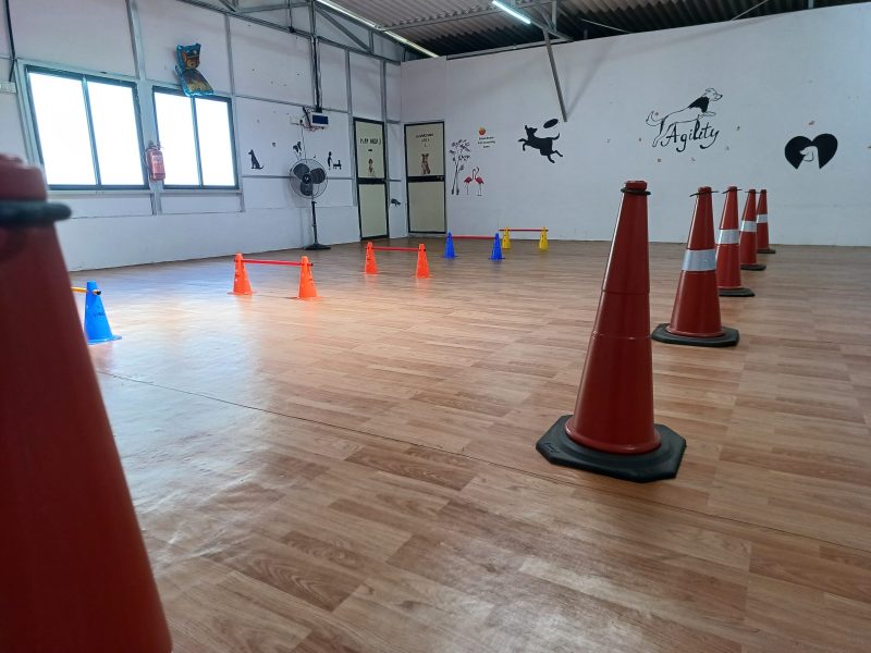 Dog Day Care & Boarding at Gravity Pets Home