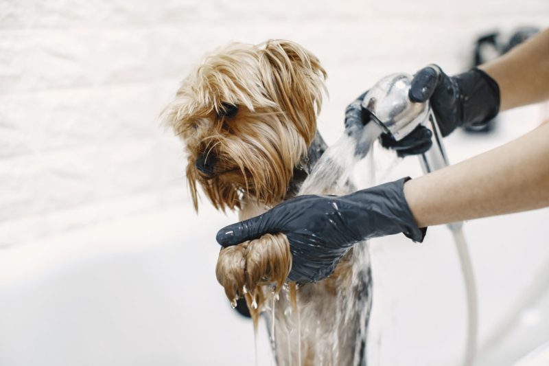 Pet Grooming at Gravity Pets Home
