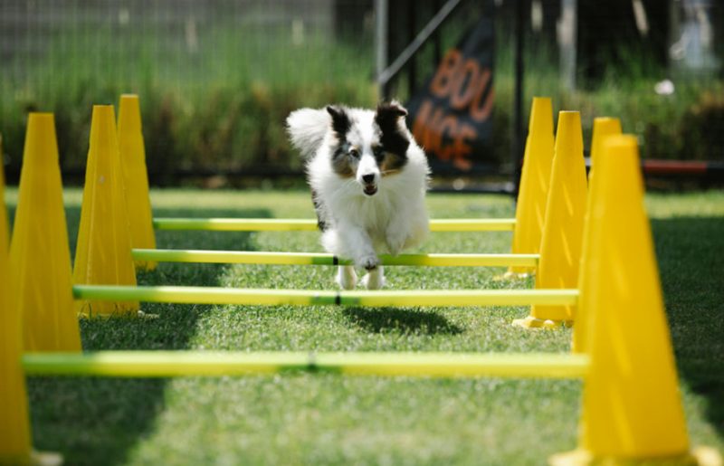 Private Pet Park at Gravity Pets Home