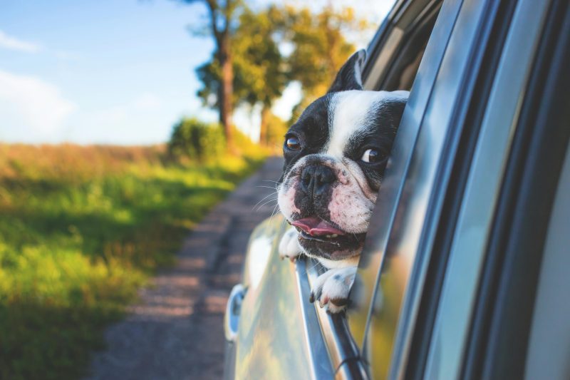 Traveling with Pets in India: Trains, Planes, and Automobiles